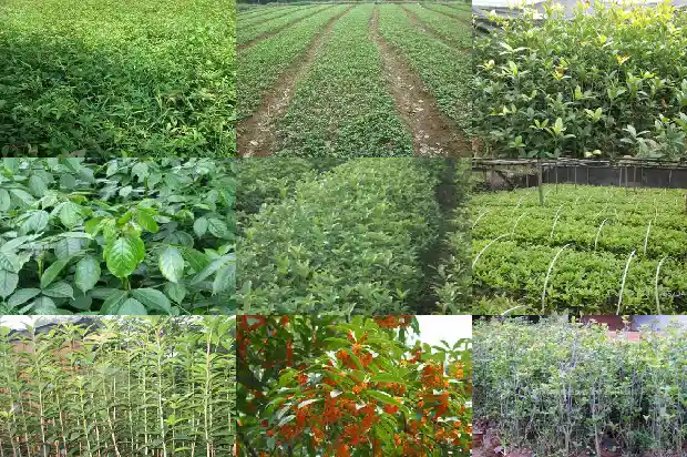 桂花和月季花什么时候开花啊1686185362391
