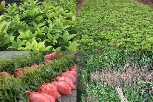 桂花和月季花什么时候开花啊1686185362439