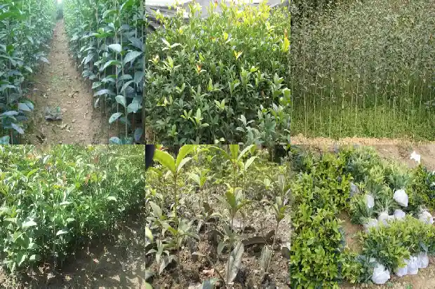 桂花的花季一般在几月1686185369797