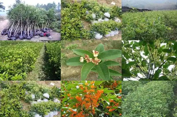 桂花和月季搭配的好处1686185407517