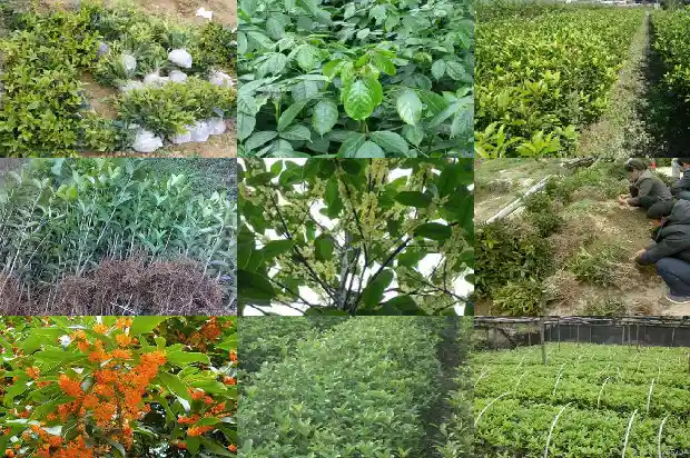 月桂花好养吗怎么养1686185454981