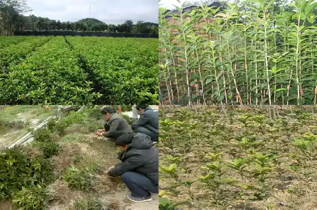 月桂花好养吗耐寒吗1686185462907