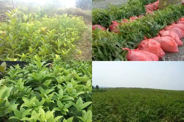 桂花好养吗室内1686185487675