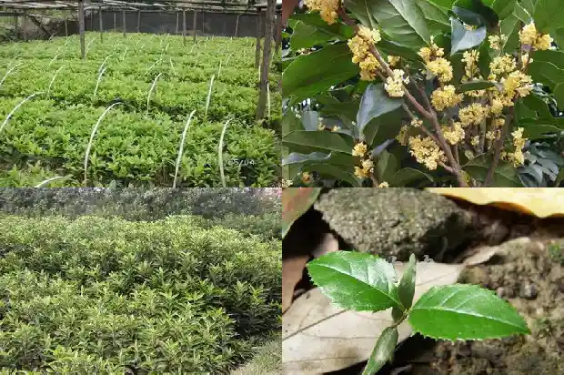 桂花好养吗室内1686185487818