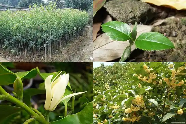 月季和桂花哪个8月开花1686185498093