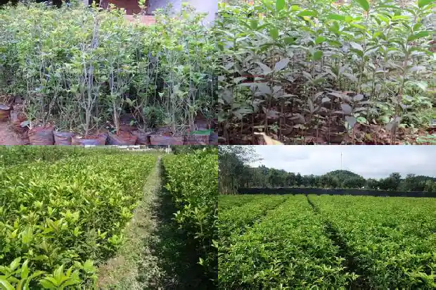 月季和桂花哪个8月开花1686185498140