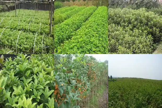 月季和桂花哪个8月开花1686185498187