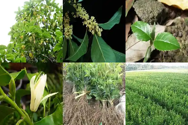 桂花用什么砧木嫁接1686185510546