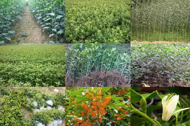 桂花用什么砧木嫁接1686185510593