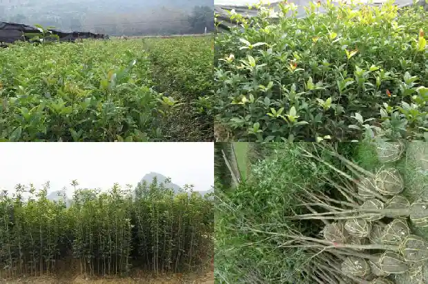桂花用什么砧木嫁接1686185510641