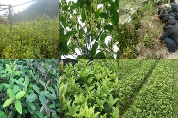 桂花用什么砧木嫁接1686185510689