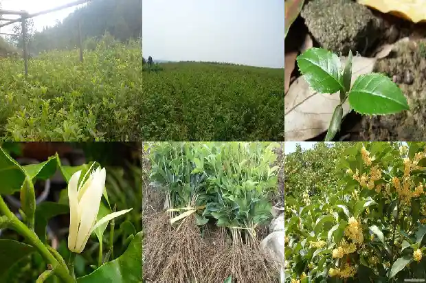 移栽桂花树多久能活1690244061079