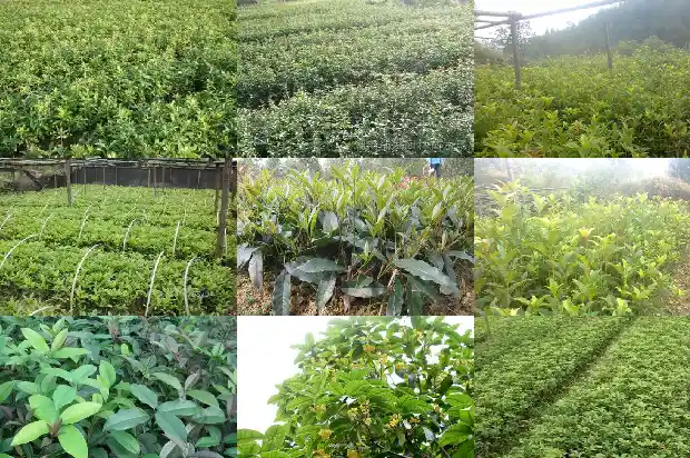 四季桂花和月桂哪个好看1686185530501