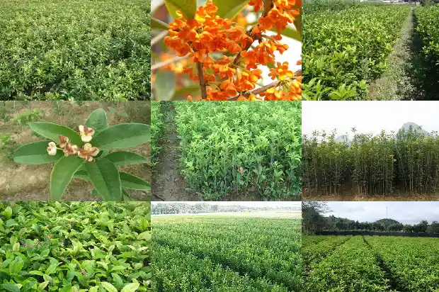 四季桂花和月桂哪个好看1686185530596