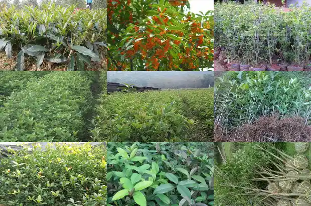桂花树几月份嫁接成活率高1686185538068