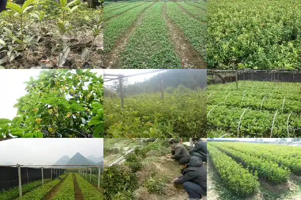 月季嫁接桂花树上会开花吗1686185547888