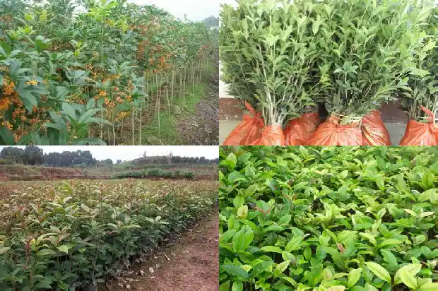月季嫁接桂花树上会开花吗1686185547936