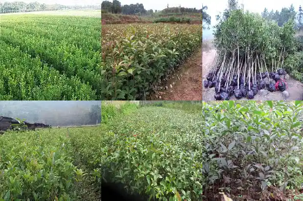 月季嫁接桂花树上会开花吗1686185547984