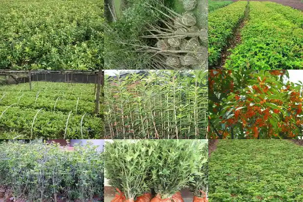 桂花树可以和什么果树嫁接1686185557682