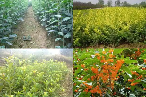 桂花树可以和什么果树嫁接1686185557729
