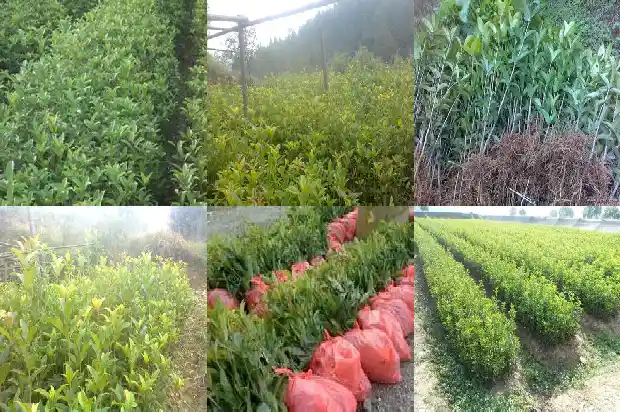 桂花树可以和什么果树嫁接1686185557776