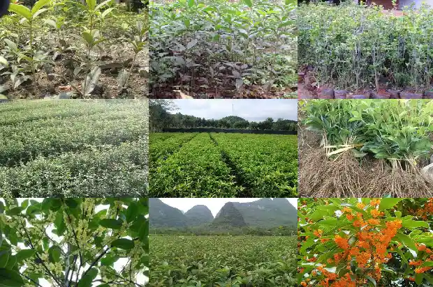 桂花树一年开几次花最好呢1688523326221