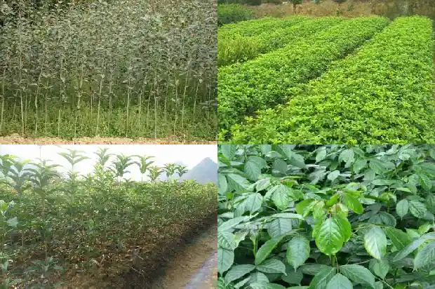 桂花树能嫁接什么1686185580288