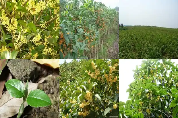 桂花树可以嫁接什么品种的花1686185592542