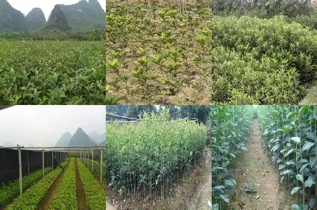 桂花树可以嫁接什么品种的花1686185592590