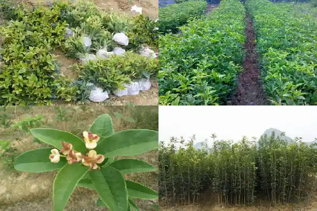 桂花树可以嫁接什么品种的花1686185592638