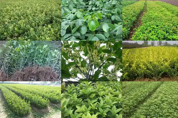 桂花树可以嫁接什么品种的花1686185592685