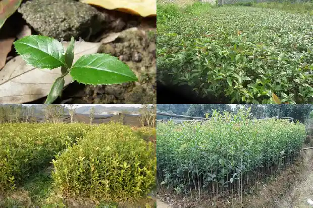 桂花树可以嫁接茶花吗1686185602217