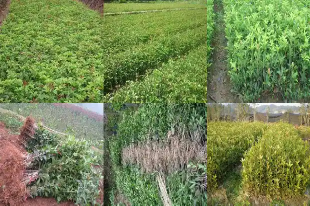 桂花树可以嫁接茶花吗1686185602265