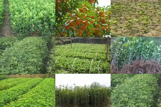 桂花树可以嫁接茶花吗1686185602312