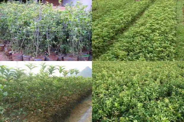 地上的桂花树1686185611700