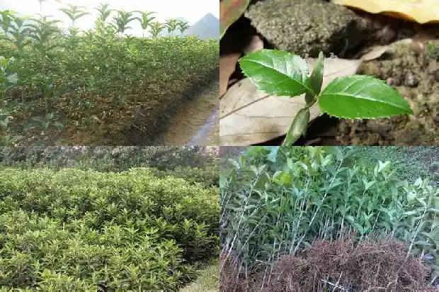 地上的桂花树1686185611748