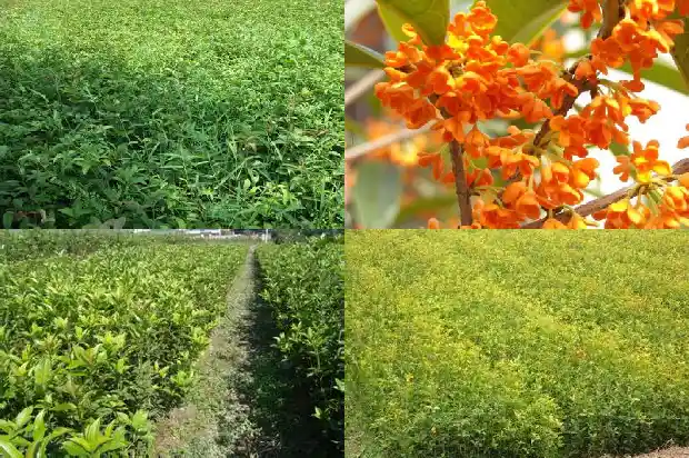 春夏秋冬的桂花树是什么样子的1686185623168
