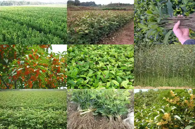 春夏秋冬的桂花树是什么样子的1686185623264