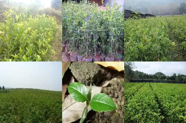 春夏秋冬的桂花树是什么样子的1686185623314