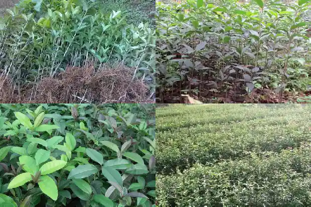 9月有桂花吗1690504736220