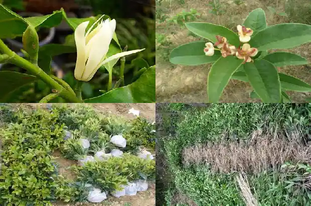 秋天桂花的句子唯美短句1686185640902