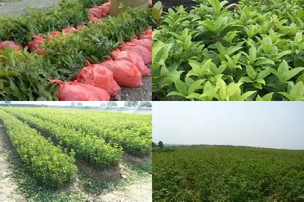 空气中弥漫着浓浓的桂花香味1686185651193