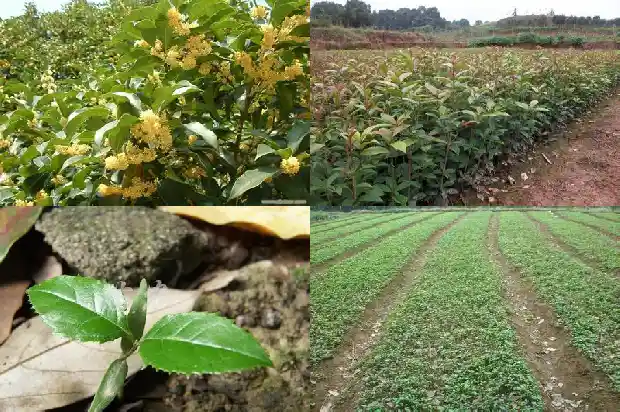 秋天桂花开放散发出一阵阵香气1686185659683
