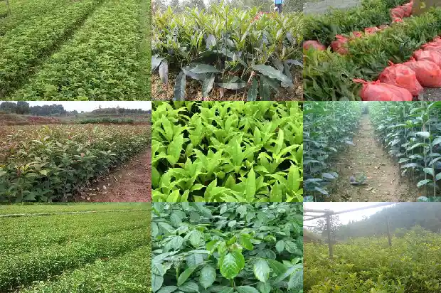 西安附近桂花树基地1689899661209