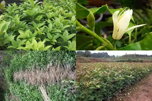 丛生桂花和桂花一样吗1686185798528