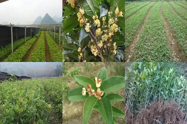 丛生桂花和桂花一样吗1686185798576