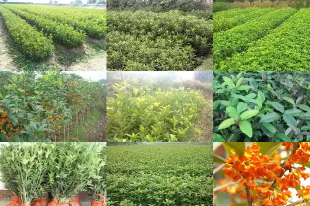 桂花生在桂花1686185806055