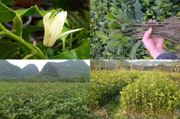 桂花桂花开1686185816089