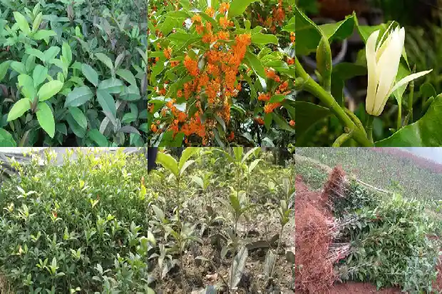 长沙桂花公园有什么好玩的1690504860628
