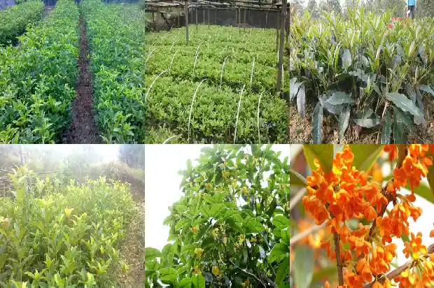 什么品种桂花最香甜又好养1686185835313